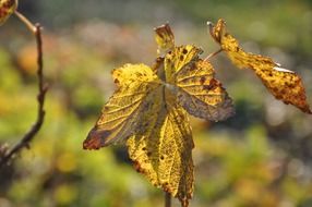 yellow withered leaf