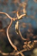 corkscrew hazel kittens