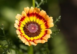 colorful blossom of a garden flower on a blurred background