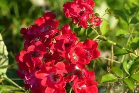 closeup photo of Red meidiland flowers