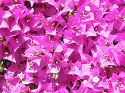 branch with pink flowers