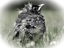 bird chick young