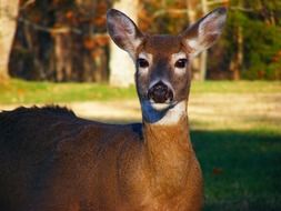 deer wildlife