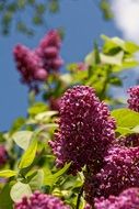 purple lilac tree blossom
