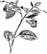 black and white photo of a botanical plant