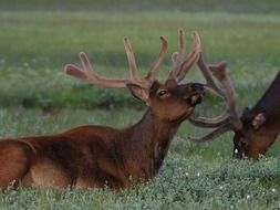 elk bull male on a blurred background