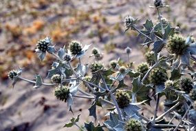 thistle bush