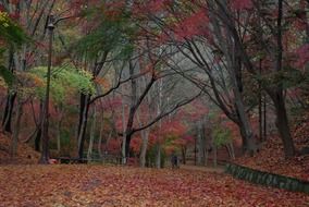 Maple trees in autumn