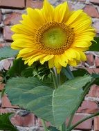 sunflower on a background of a brick wall
