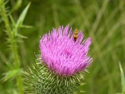 pink clover flower