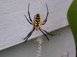 Picture of spider is on a Web on a blurred background