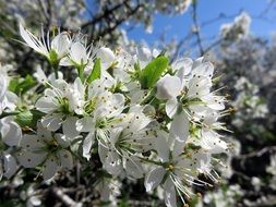 A lot of the cherry flowers blossom in spring