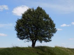 green tree on the background sky