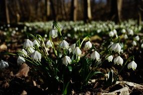 meadow of snowflake flowers in spring