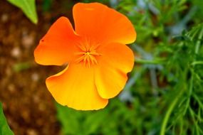 orange poppy flower