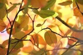 sun rays through autumn leaves