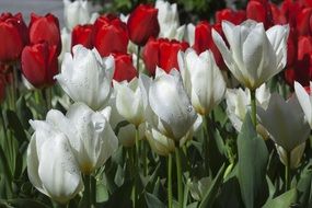 marvelous flowers white red