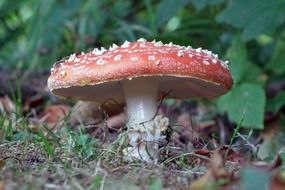 Natural fly agaric