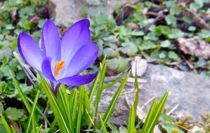 violet crocus spring flower nature plant