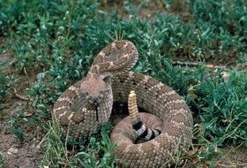 rattlesnake viper poisonous reptile wildlife