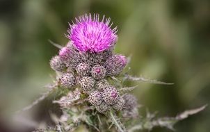 pink diesel plant blossom close