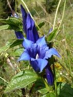 blue gentian flower blossom close