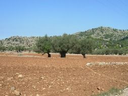 trees red mallorca