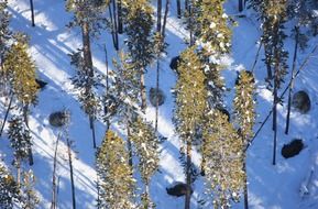 yellowstone national park in the snow