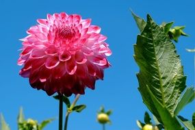 Close-up of the pink dahlia in the bright sun