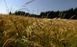 Beautiful huge field of yellow wheat near the trees in France on landscape