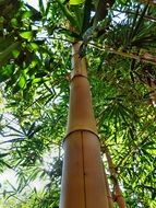 Green bamboo in the forest