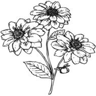 garden flowers drawing