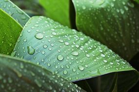 water drops on a green fresh leaf
