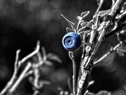 blue berry on black and white branches