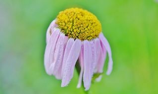 wilted flower on a blurry background close-up