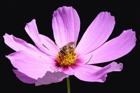 cosmos pink flower