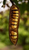 pod with seeds on a drunken parrot tree in Scotland on a blurred background