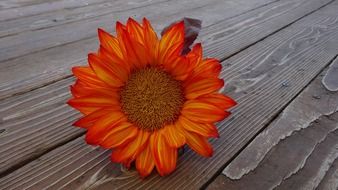 ornamental orange sunflower