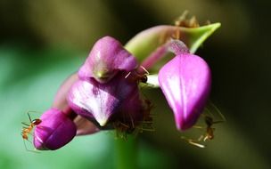 ants on purple flowers