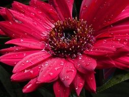 dew on a pink gerbera