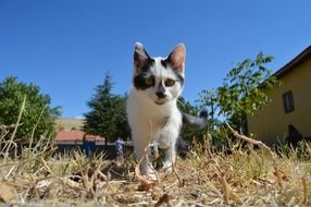 domestic white black cat