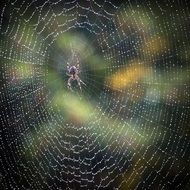 spider web in autumn rain among the colorful plants