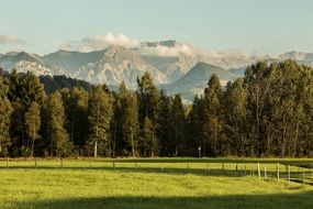 Green trees on the alpine mountain