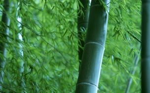 green bamboo trunks in the forest