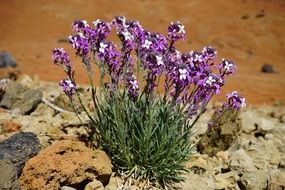 white and violet flowers in desert, erysimum scoparium