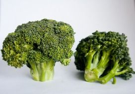 broccoli inflorescences
