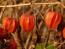 physalis, Cape gooseberry, ripe seed heads