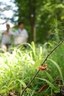 Cicada on the grass