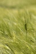 Green field in Germany