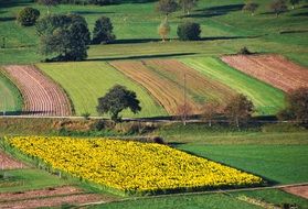 panorama of a yellow field of sunflowers and arable lands on a hill